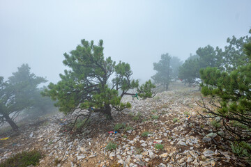 Misty Morning Hike at Bear Butte – A Native American Sacred Site