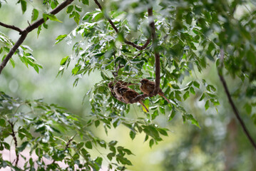 Sparrows are lined up on the branch