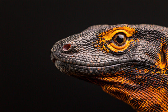 Up close view showing the detailed scales and unique eye markings of a reptile on black backdrop.