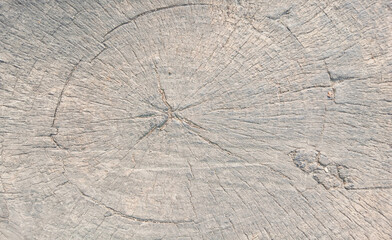 wooden texture background surface of a cut tree stump	