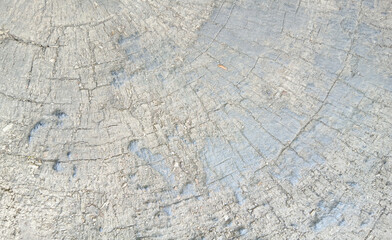 wooden texture background surface of a cut tree stump	