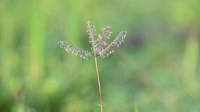 Cynodon dactylon grass flower. Its other names Bermuda,&nbsp;Dhoob,&nbsp;durva,&nbsp;ethana,&nbsp;dubo,&nbsp;dogs tooth grass, Bahama grass,&nbsp;devils grass,&nbsp;couch grass,&nbsp;Indian&nbsp;doab,&nbsp;arugampul,&nbsp;grama,&nbsp;wiregrass&nbsp;and&nbsp;scutch grass