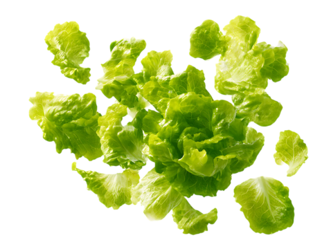 Falling fresh green lettuce salad leaves isolated on clipping path transprent