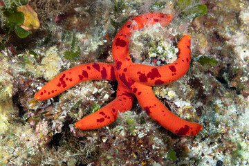 Stella marina rossa, Echinaster sepositus, tra le alghe