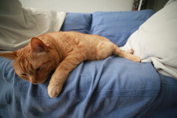red european cat couch