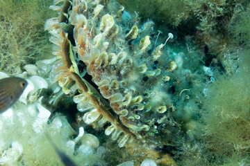 Primo piano di nacchera spinosa, Pinna rudis, con valve aperte	