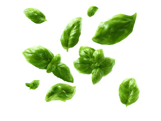 Fototapeta premium flying fresh basil leaves on clipping path transprent