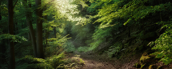 Fototapeta premium Panoramic woodland scenery with magical light. Dreamy painterly forest with softly illuminated tree branches shaping over a hiking path