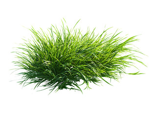 flying fresh green lawn grass on clipping path transprent