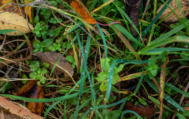 Dew-covered blades of grass and fallen autumn leaves create a beautiful autumnal scene in a natural setting
