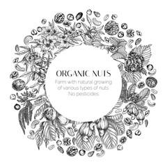 Vector frame with branches of nuts. Card template with almonds, hazelnuts, cashews, walnuts in engraving style. Growing superfood	