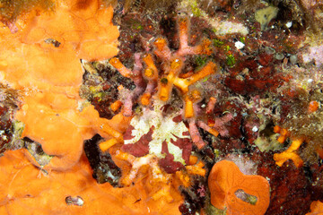 colonie di Myriapora truncata, detto anche falso corallo per la sua somiglianza con il corallo rosso e spugne incrostanti rosse © Massimo