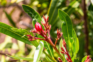 Tecomaria capensis pertenece a la familia de bignoniaceae.
