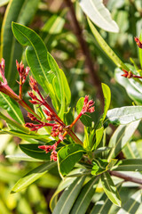Tecomaria capensis pertenece a la familia de bignoniaceae.