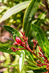 Tecomaria capensis pertenece a la familia de bignoniaceae.