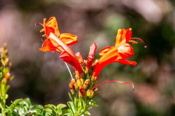 Tecomaria capensis pertenece a la familia de bignoniaceae.