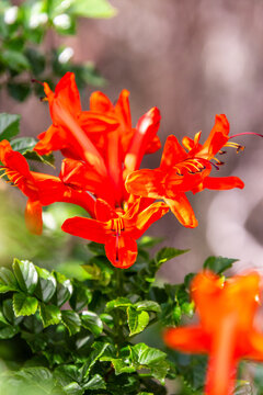 Tecomaria capensis pertenece a la familia de bignoniaceae.