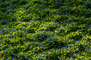 A field of blue spring flowers in green grass.