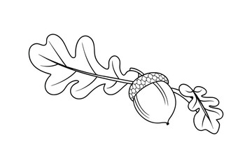 Simple line art illustration of an acorn and oak leaves on white background © Rita