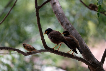 Common myna and sparrow on a branch