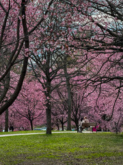 Obraz premium spring in the park