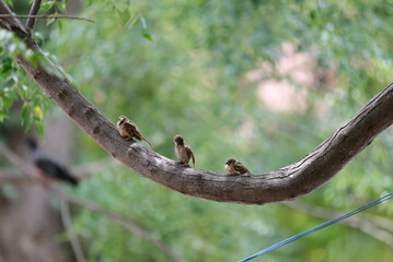 Sparrows are lined up on the branch