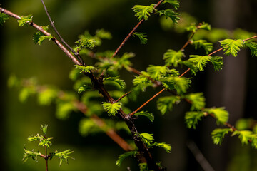 Young green leaves on the branches of the bush.