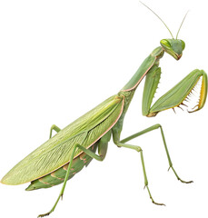 Green Giant shield mantis shows refined natural texture, poised calmly.