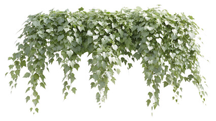 3D Model of Ivy Vines Cascading Downward Green Foliage