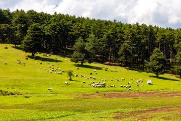 Kocayayla Plateau in Keles District. Bursa, Turkey. Beautiful Plateau of Bursa City.