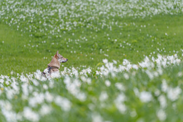 Czechoslovakian Wolfdog sitting in green meadow surrounded by blooming flowers in Slovenian Alps
