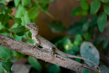 calotes versicolor lizard, calotes versicolor in nature, calotes versicolor reptile on branch