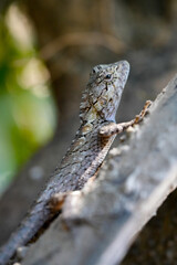 calotes versicolor lizard, calotes versicolor in nature, calotes versicolor reptile on branch
