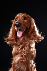 English cocker spaniel on black background, studio portrait