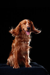 English cocker spaniel on black background, studio portrait
