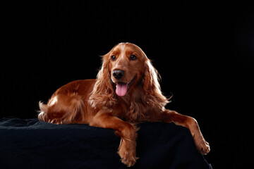English cocker spaniel on black background, studio portrait