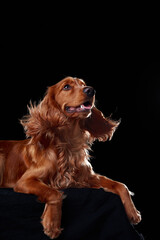 English cocker spaniel on black background, studio portrait