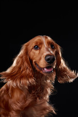 Obraz premium English cocker spaniel on black background, studio portrait