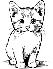 kitten, cat