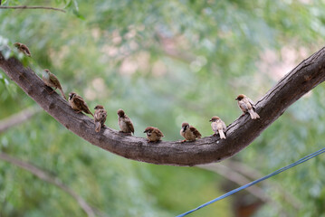Sparrows on the branch