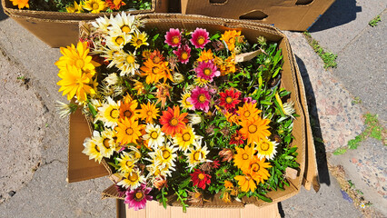 Hanging and tray flowers on local market display with bright garden colors