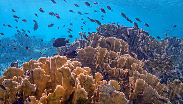 Caribbean coral garden