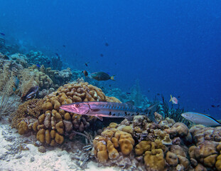 Sphyraena barracuda, great barracuda,