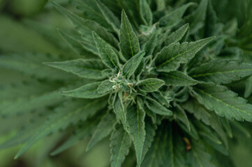 Cannabis bud closeup. Marijuana leaves and flower with stigmas and trichomes in late flowering stage. Medical cannabis concept. Horizontal background