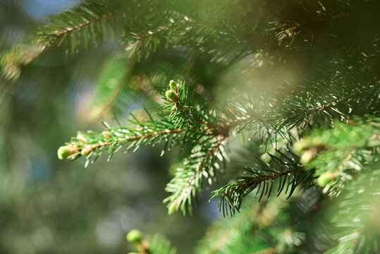 Springtime greenery and fresh pine buds in sunlight
