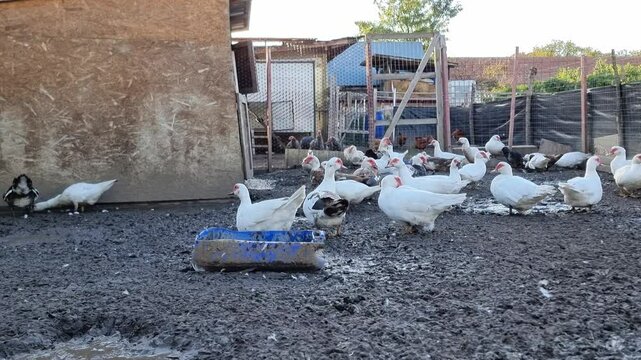 Domestic ducks feeding on a free range bio farm, agricultural industry, traditional rural barnyard in countryside, 4K