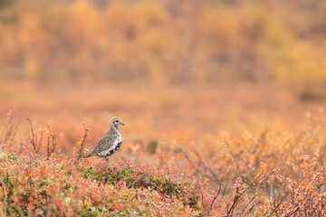 Golden plover in a yellow autumn landscape in finland