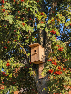Wooden birdhouse mounted on rowan tree full of autumn berries