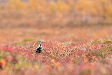 Golden plover in a yellow autumn landscape in finland