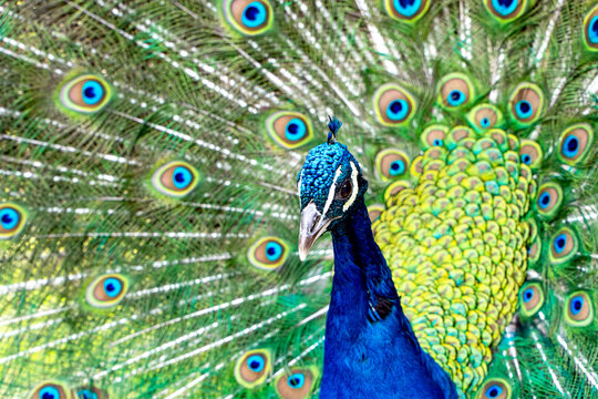 Fototapeta Vibrant male peacock with colorful plumage display